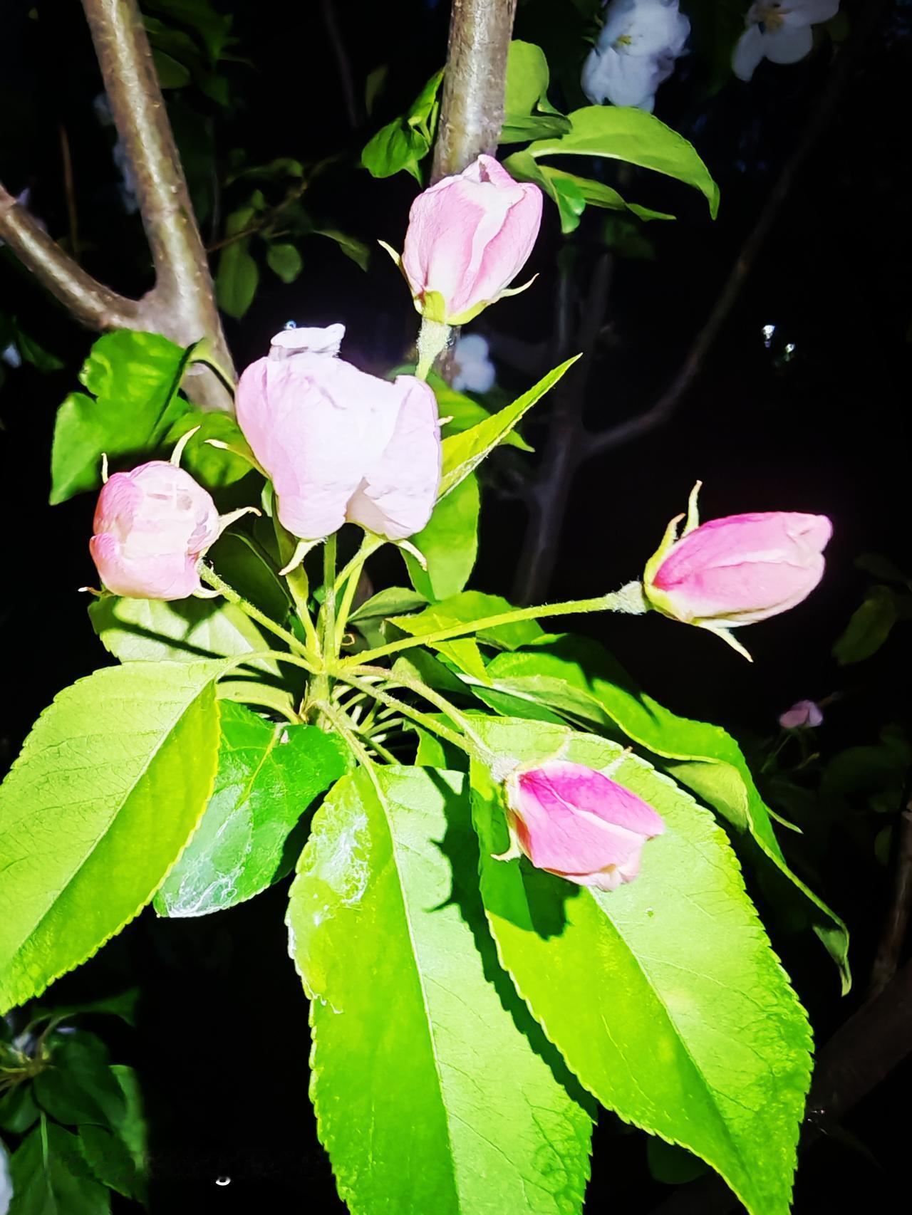 华远铭悦小区里的海棠花，简直是春日的宝藏。小区绿化率达30%，高于不少同区域小区