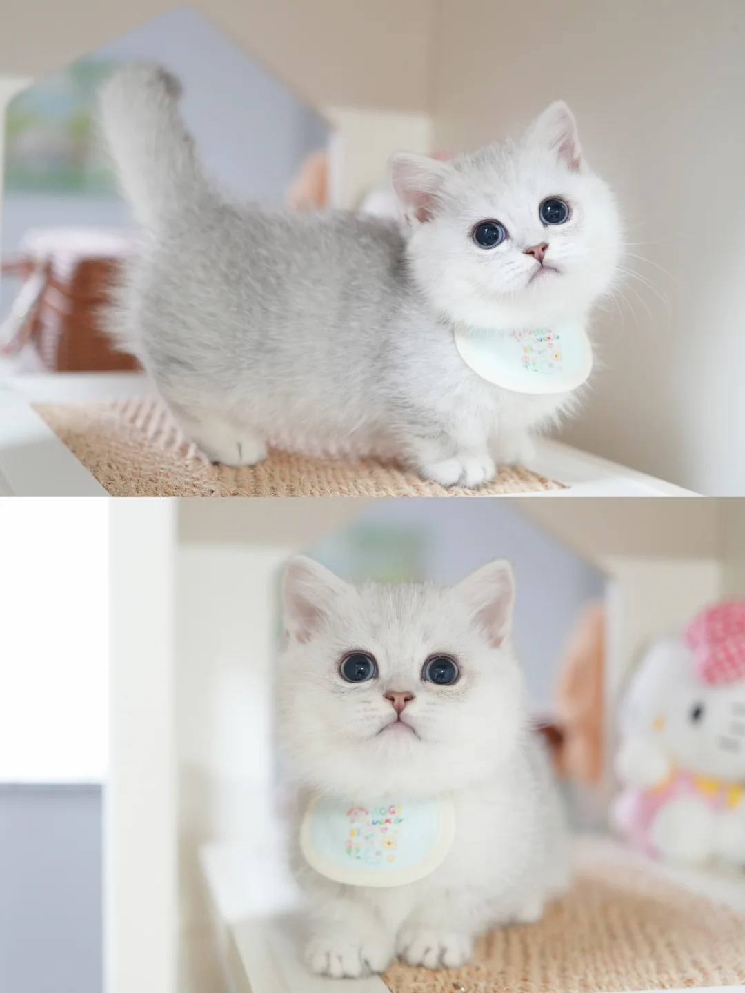 小机灵银渐层矮脚弟弟