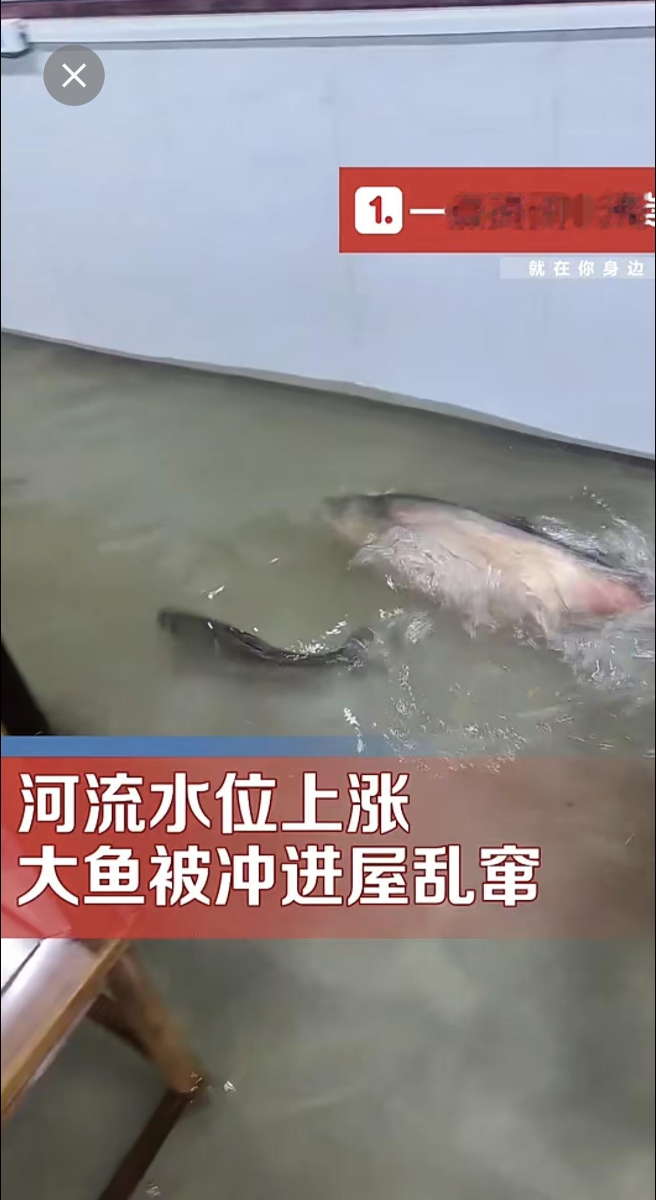 河流涨水大鱼被冲进屋乱窜 房主：抓住两条 吃了好几顿 江苏 本地新闻 点击关注@