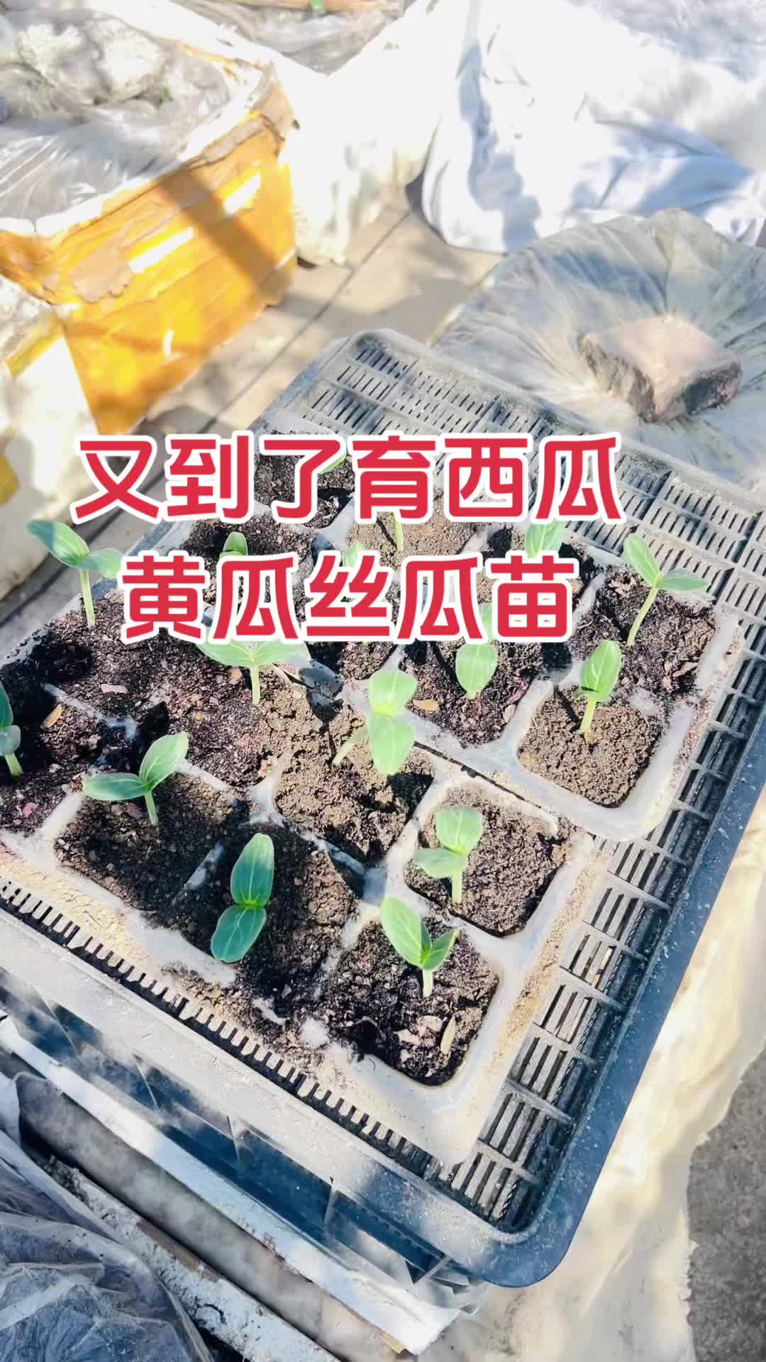 记录我的种植生活 我家楼顶小菜园 楼顶菜园 阳台种植 关注我一起学种菜