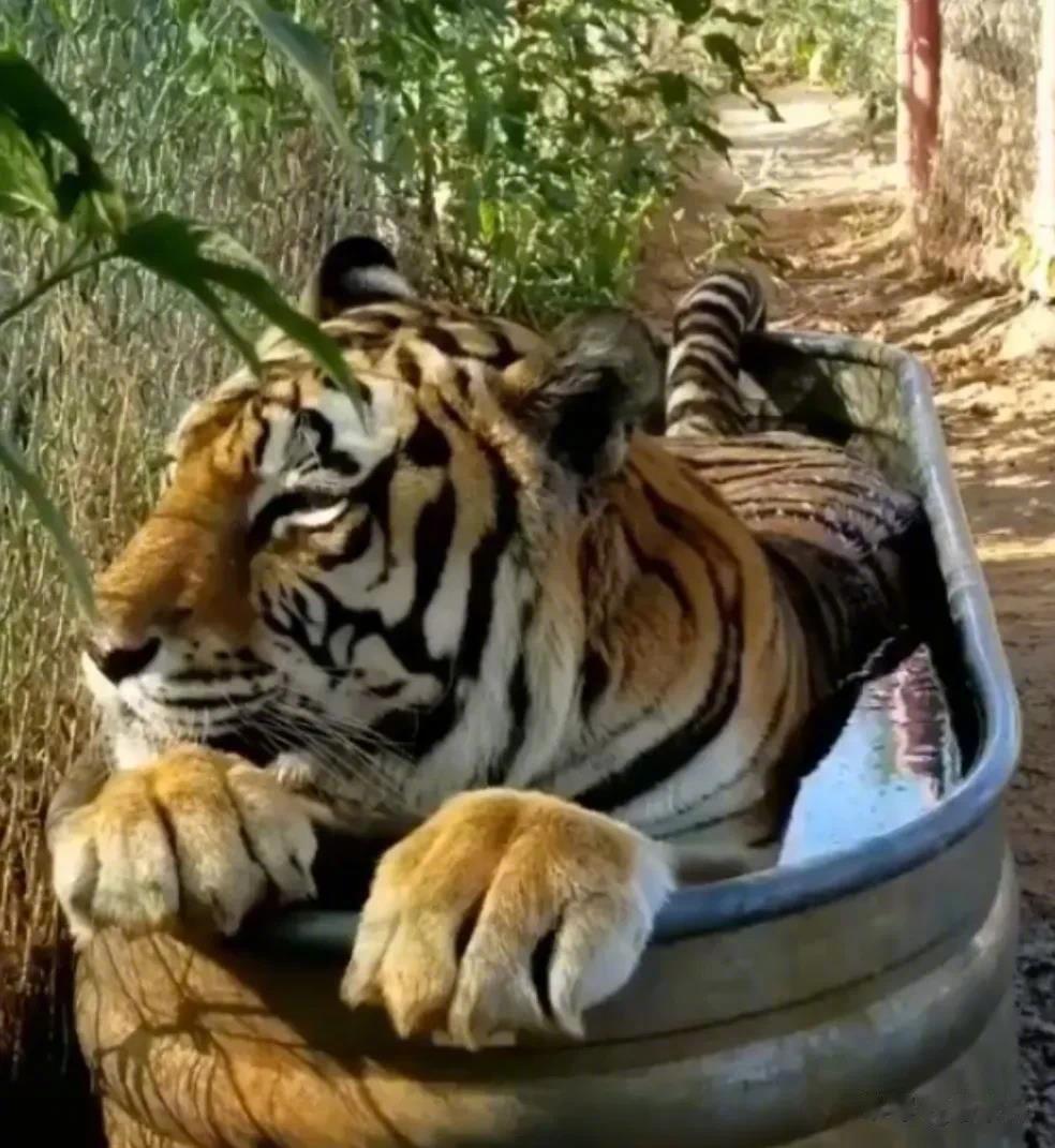猛虎泡澡，看这爪子就晓得我打不过它了[喵喵]