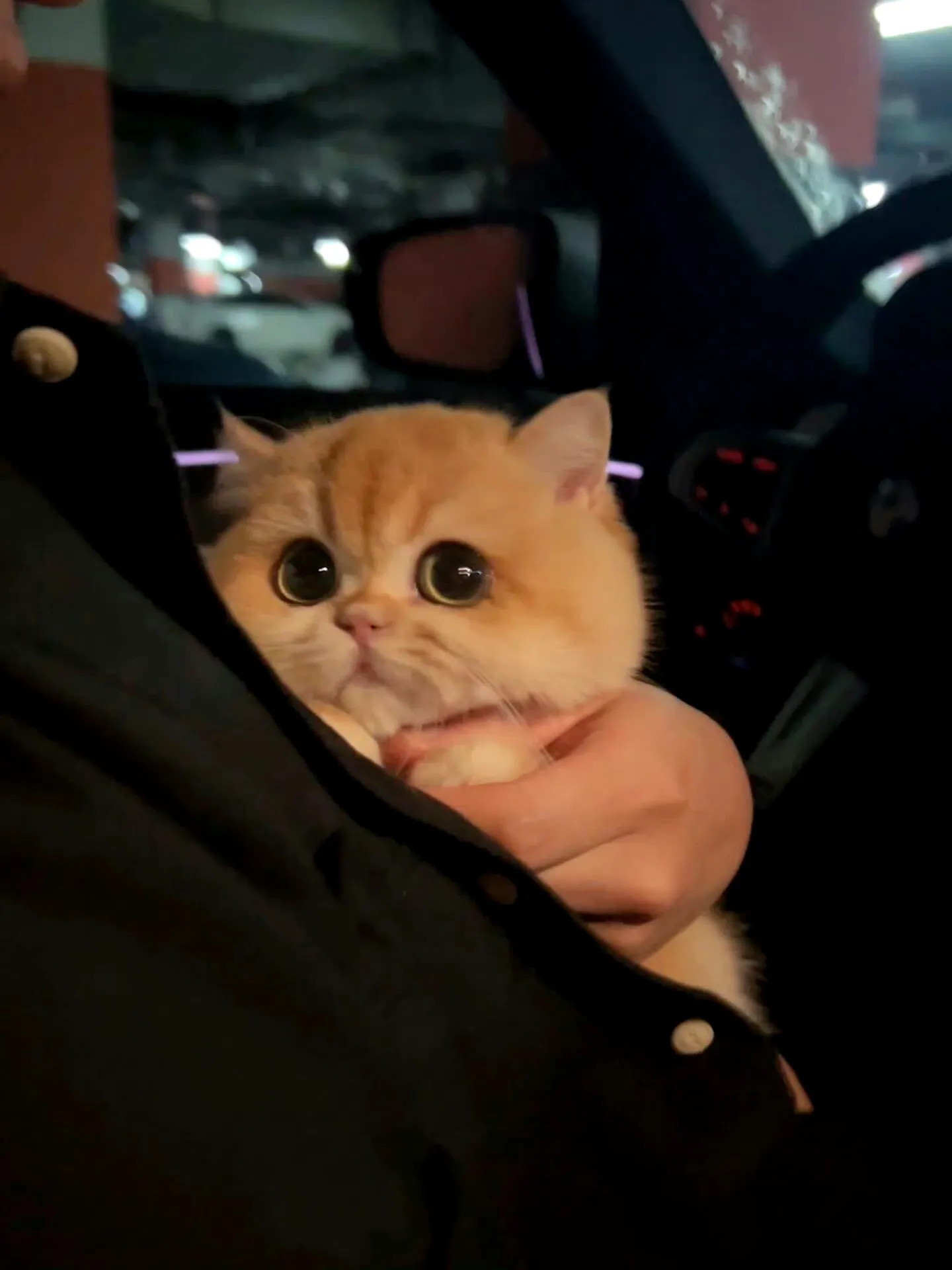 一看就没什么心眼儿的小猫～喜欢！​​​