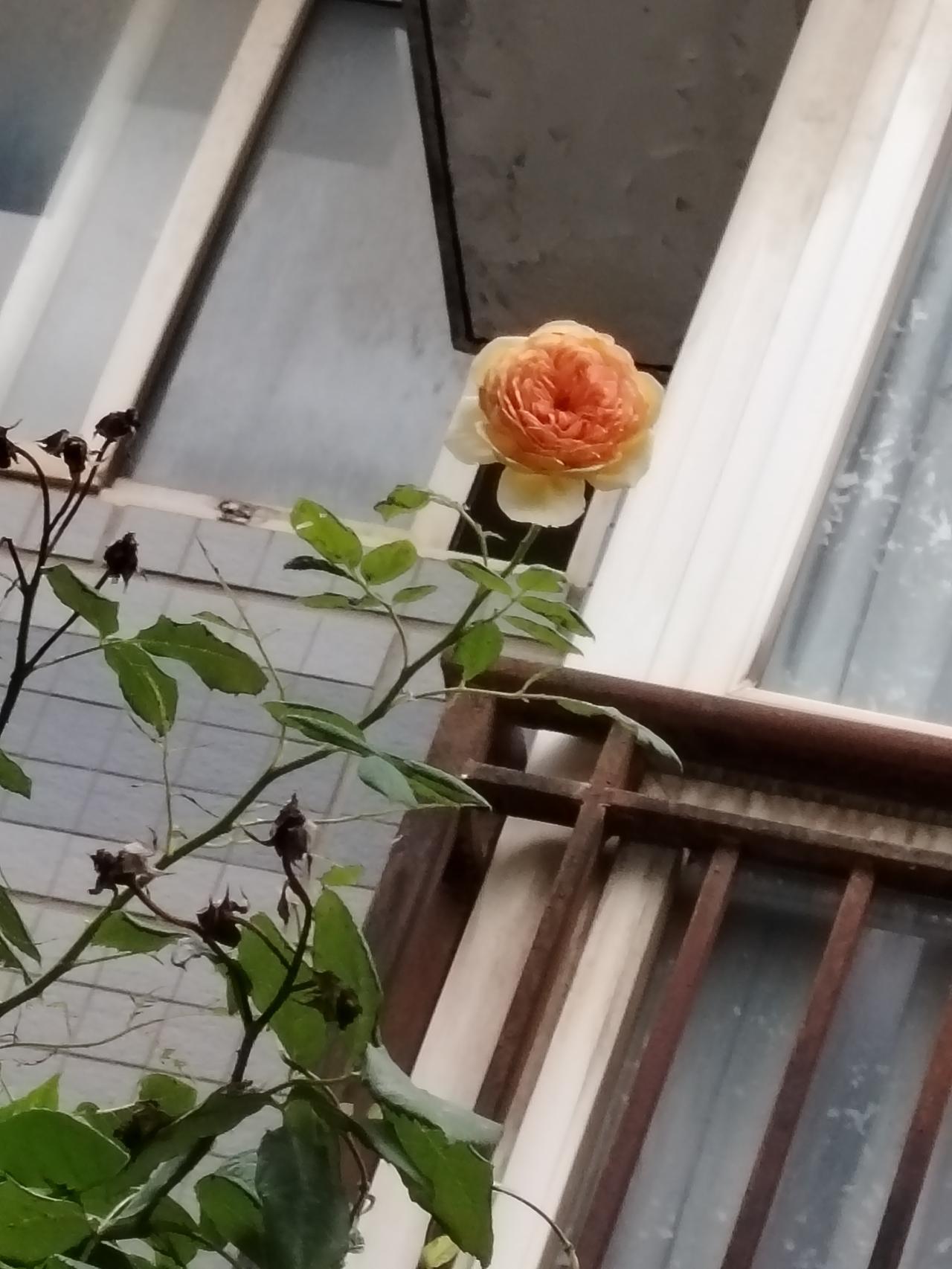 绽放的黄月季花