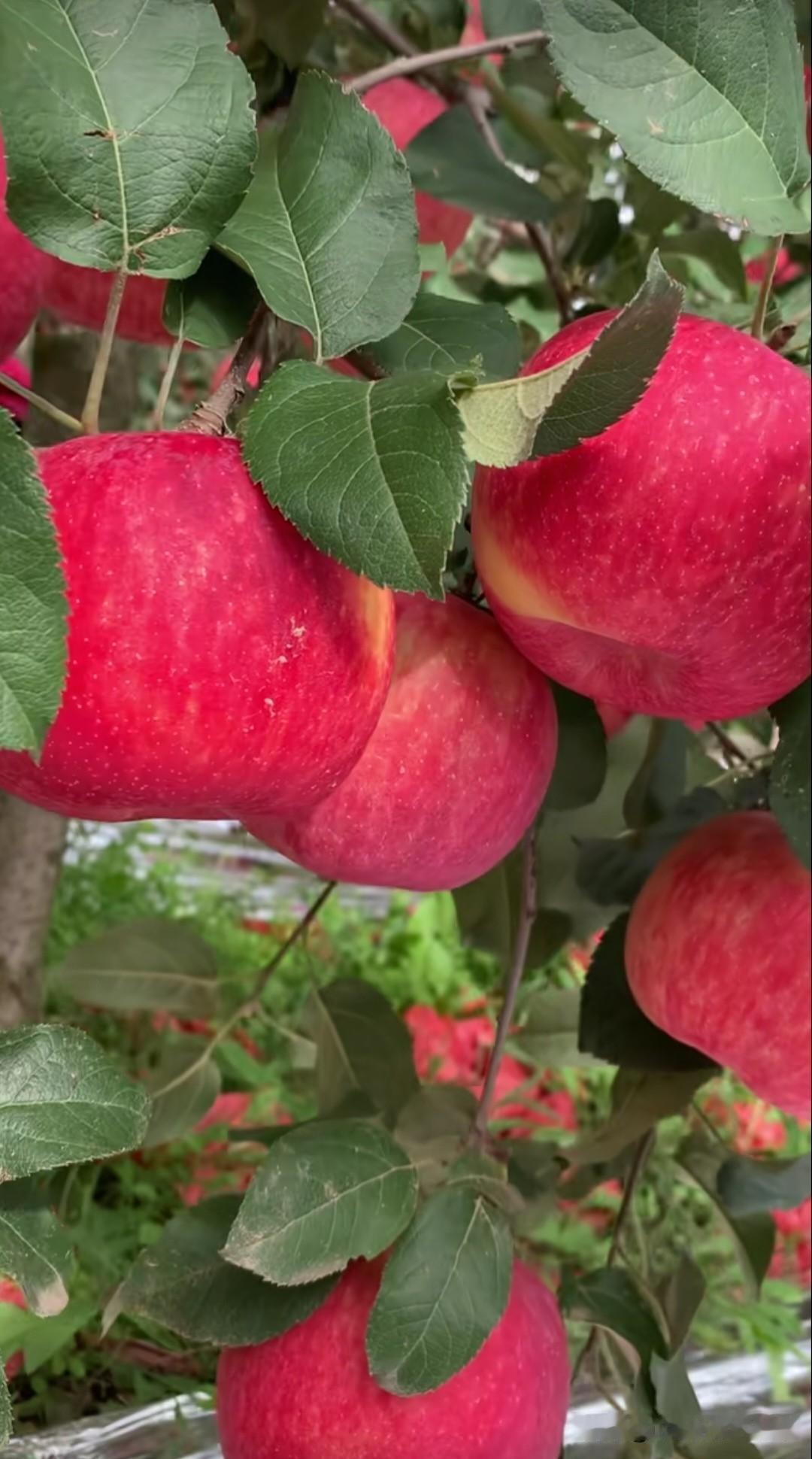 枝头红透的苹果，是秋天最甜的馈赠🍎。愿你的生活也如这果实般，饱满红润，事事“苹