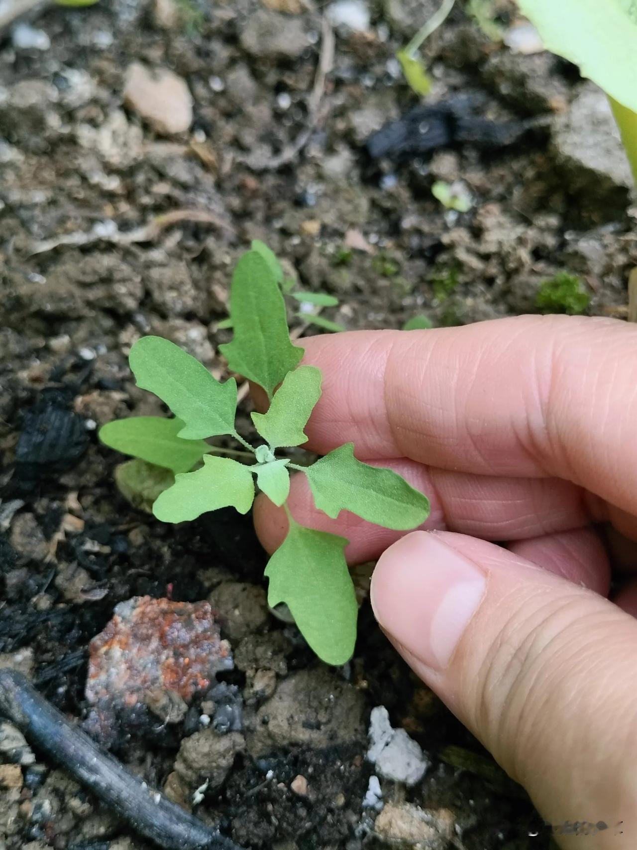 春日生活打卡季菜园里长了这种植物，你见过吗？叫他什么名？