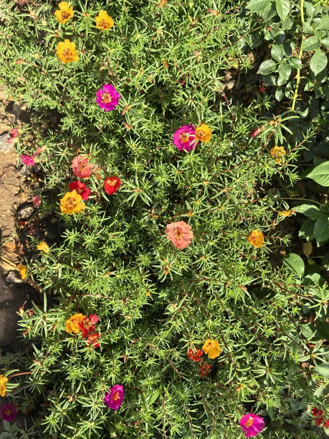 夏天我最喜欢太阳花，五颜六色热热闹闹开的没心没肺。图一是邻居家的，我家的还没全面