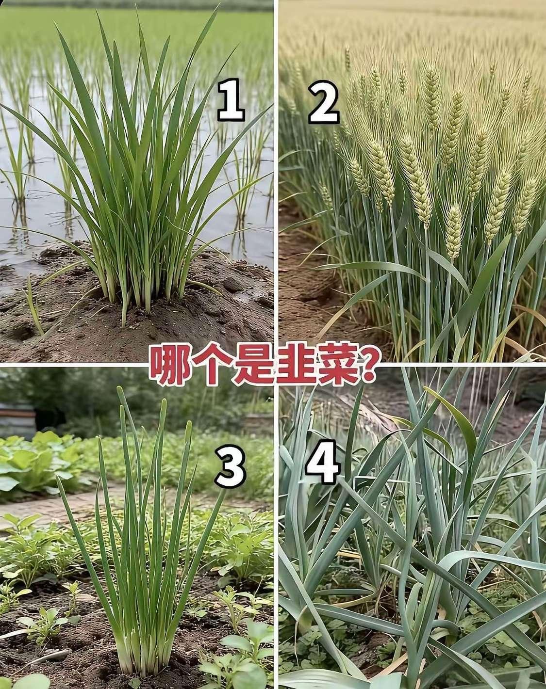 考考你，请问哪个是韭菜？甚至你能说清各个都是什么吗？