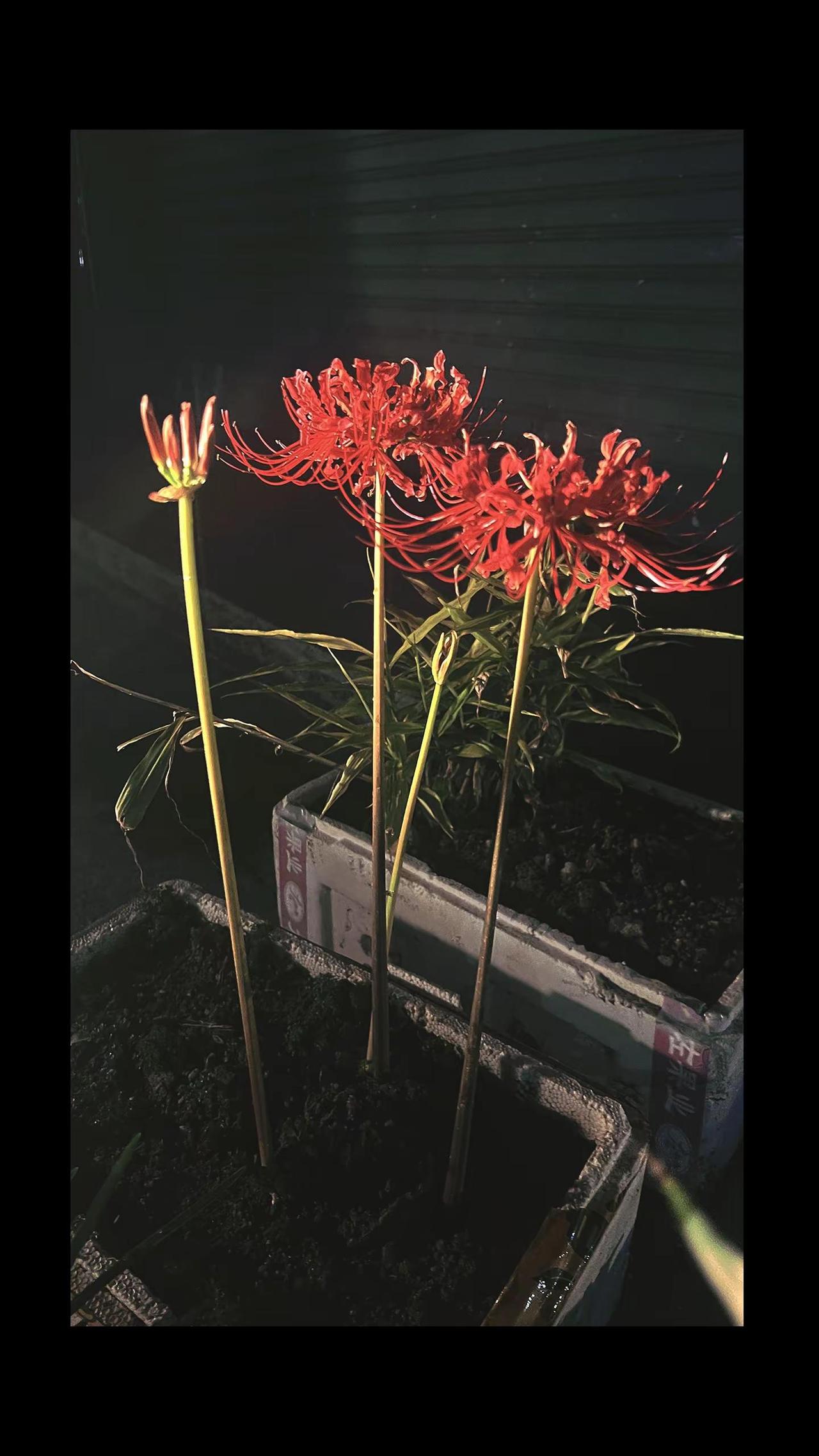 行至转角，偶遇彼岸花开，见花不见叶，热烈又孤寂！或许最动人的浪漫，本就带着一份义