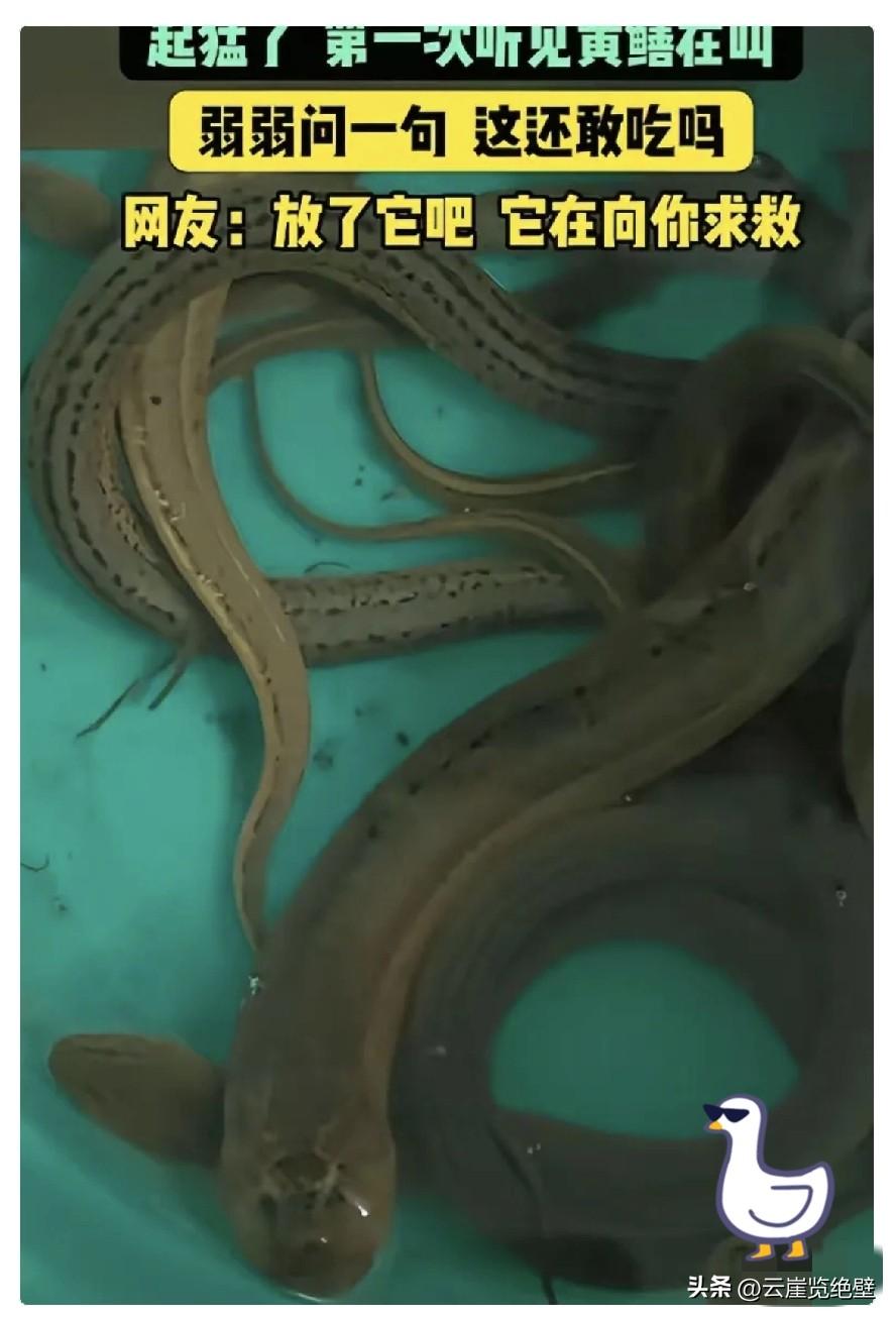 江苏，男子抓了些黄鳝回去吃，结果，他拿刀准备动手时，突然，一条黄鳝竟然发出"嘤嘤