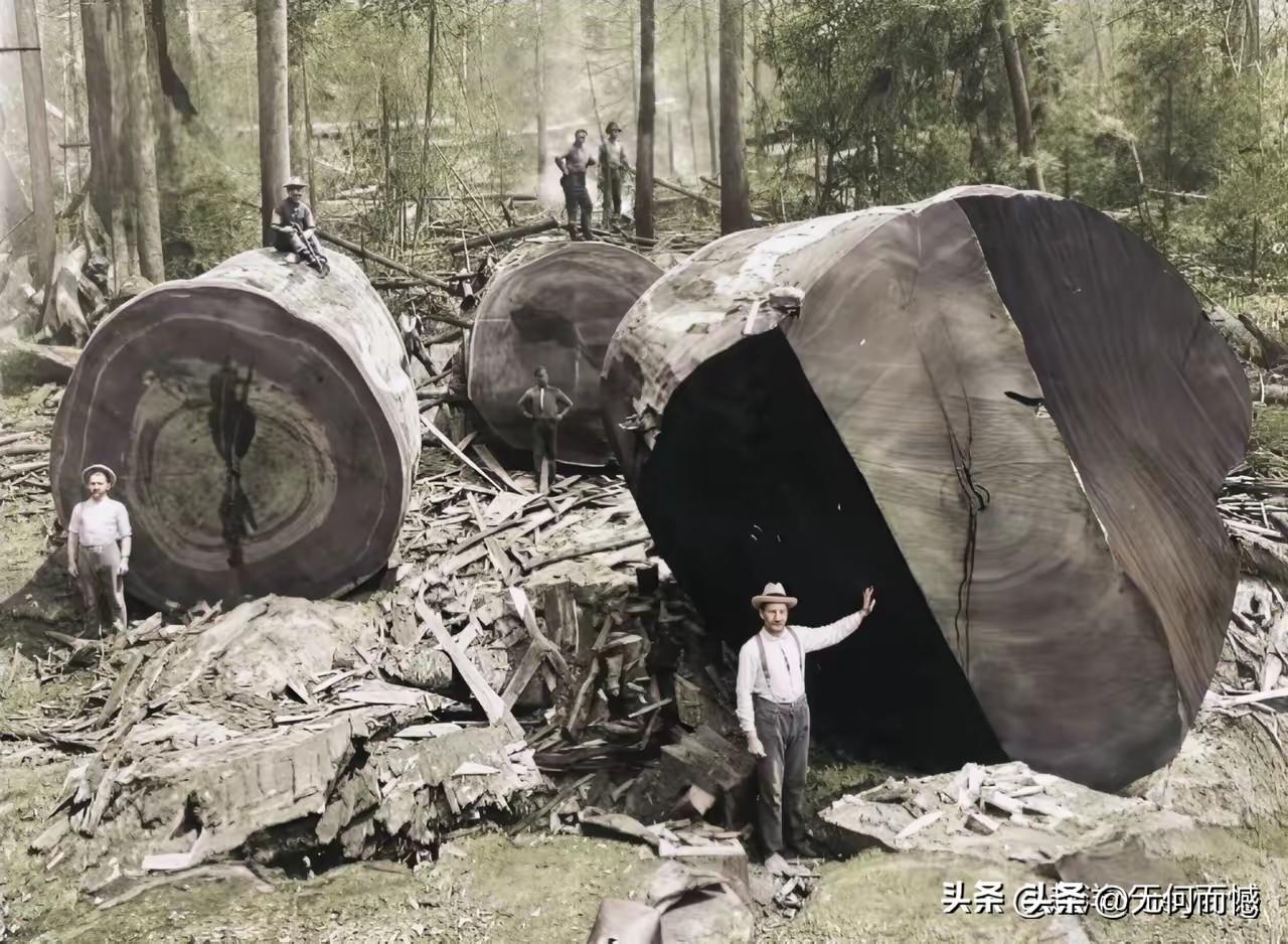 美国当年的大树为什么这么多？在我们这里好像没有看到过这么大的树，以前听老人讲过黑