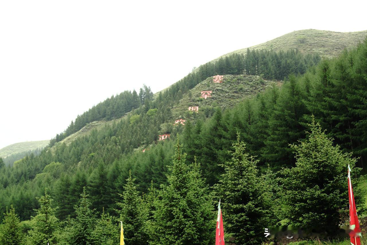 雄安又上头版了。
4月3日，人民日报头版新闻里说雄安“千年秀林”的很多树，来自塞