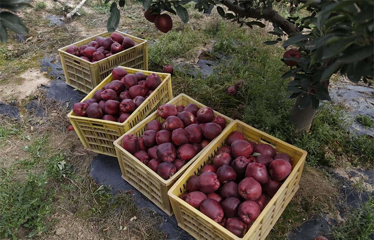 1965年秋，甘肃一位果农将自家产的苹果，精心挑选了2箱寄给主席，想请敬爱的老人