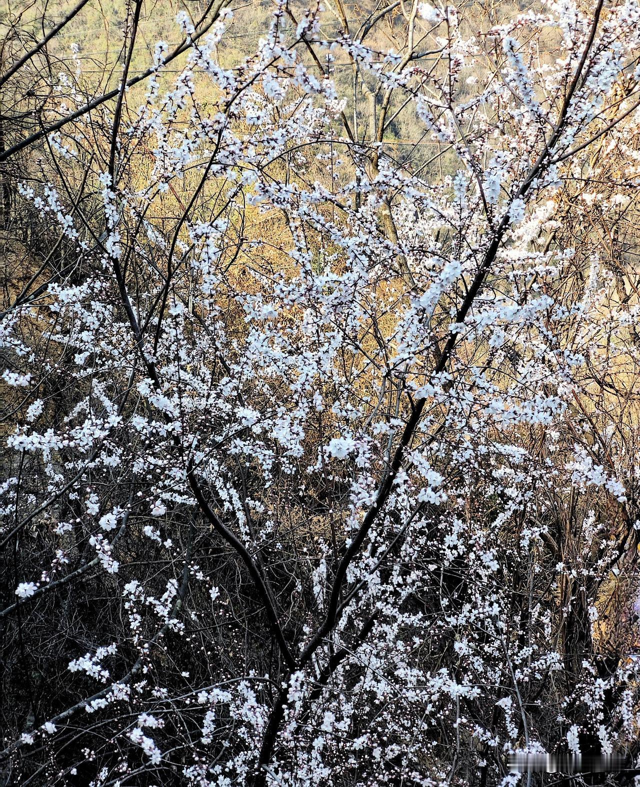 2月15日，秦岭南麓率先迎来暖意，山桃花沐着暖阳静静绽放。粉白的花朵密密匝匝地缀