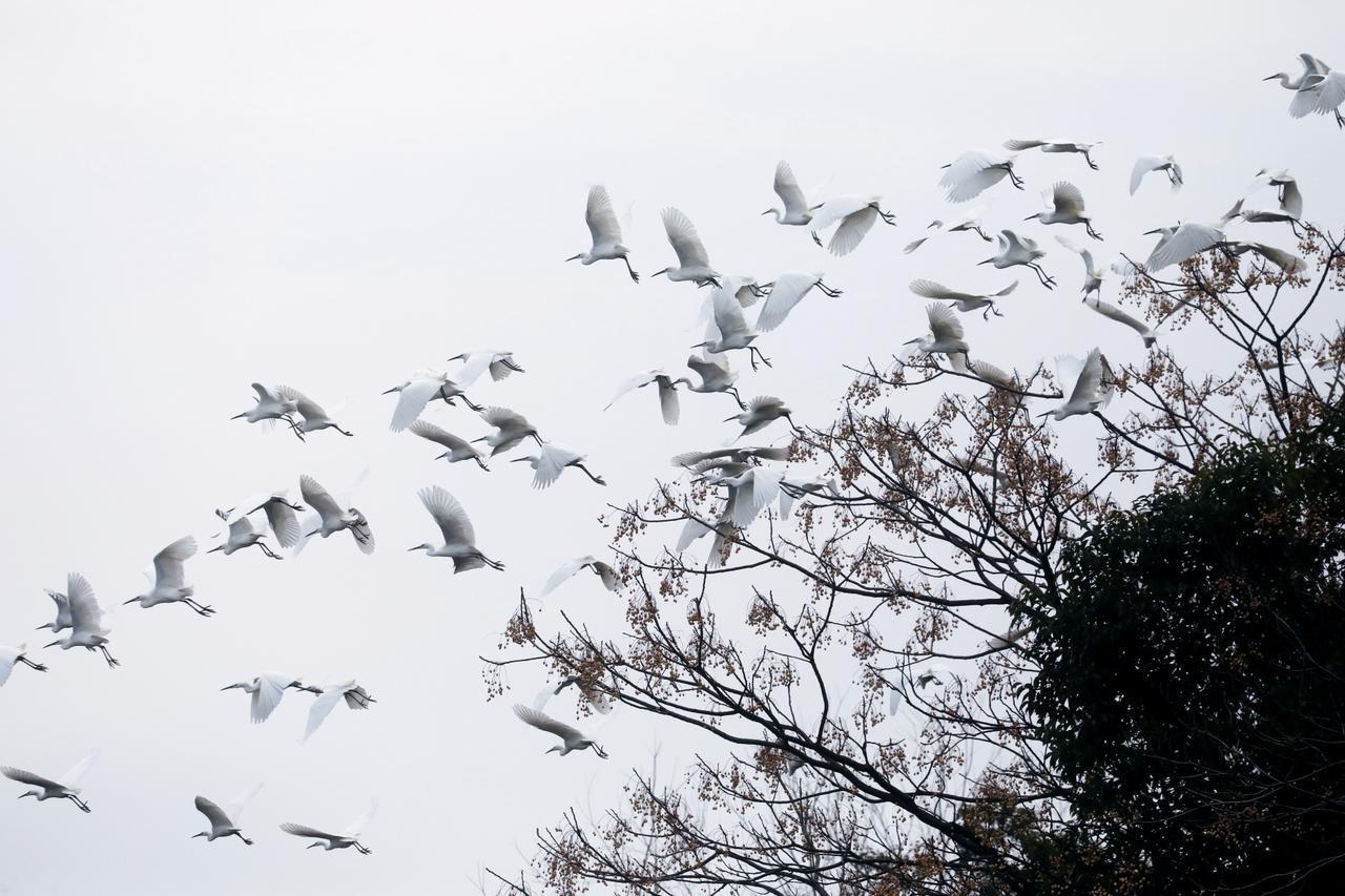 大年初三，浙江湖州德清，邂逅一起白鹭。
白鹭全身覆盖雪白羽毛，像裹了层白纱，细长