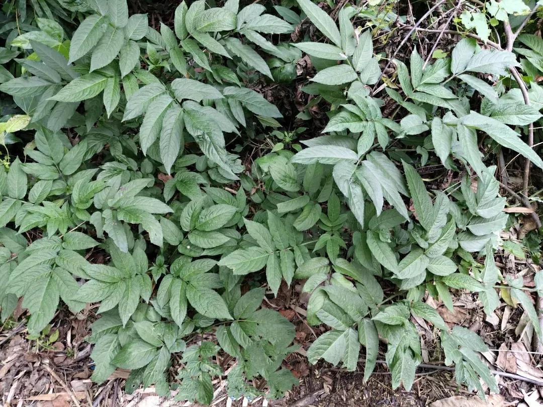 它叫陆英

陆英的身影，在农村的房前屋后或是路边野外随处可见

陆英，虽为野草，