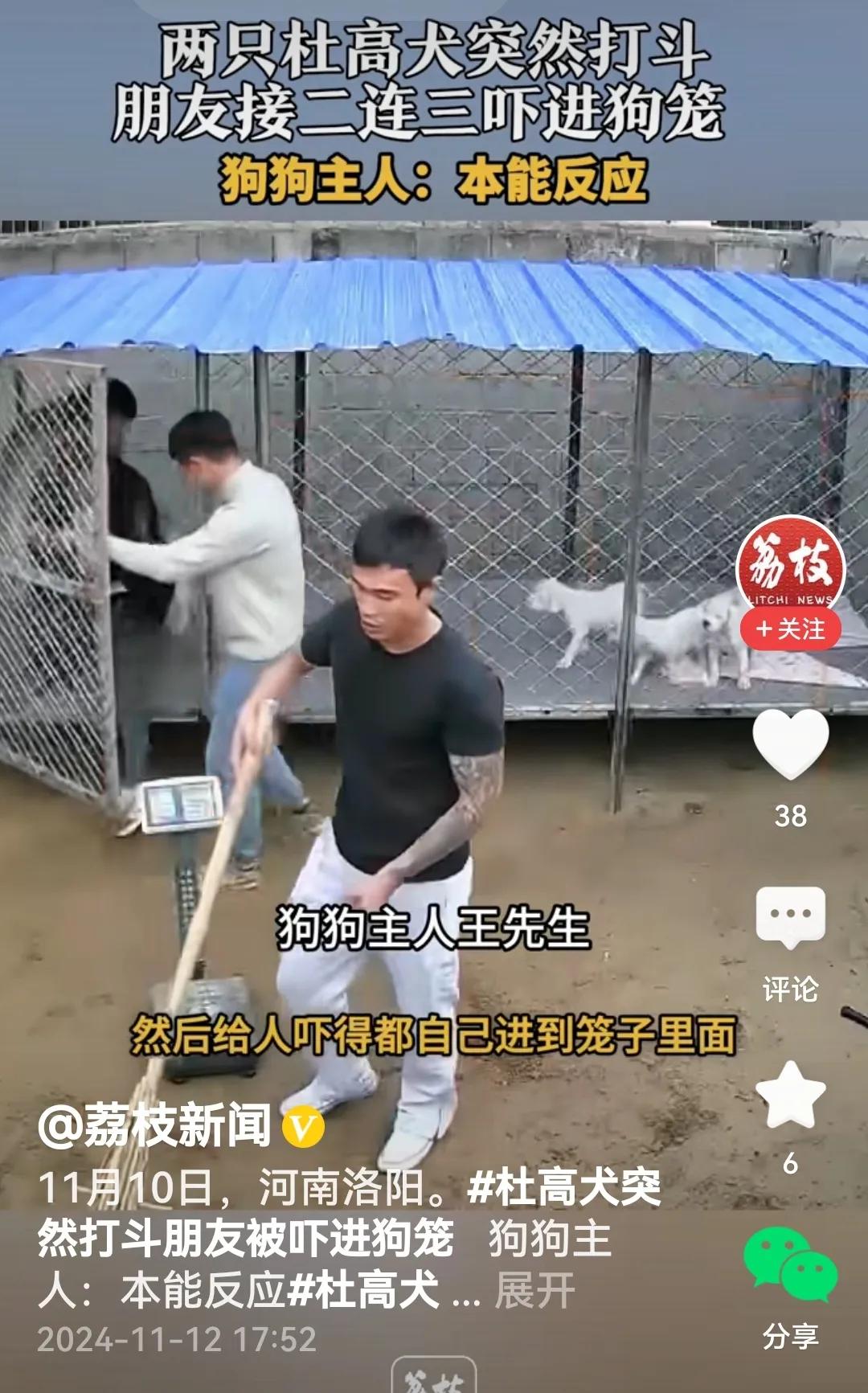 #杜高犬突然打斗 朋友被吓进狗笼#
是的，视频里两只杜高犬一言不合打了起来，旁边
