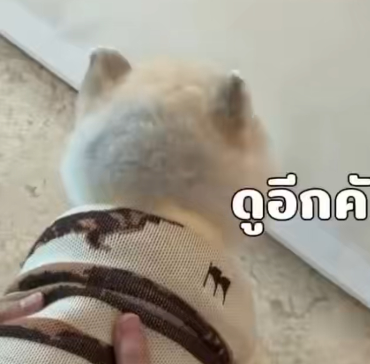 妆造师你没事吧，这件衣服加厚加宽领子又小，导致我担一直被首页大麻辣“肥而不ni”