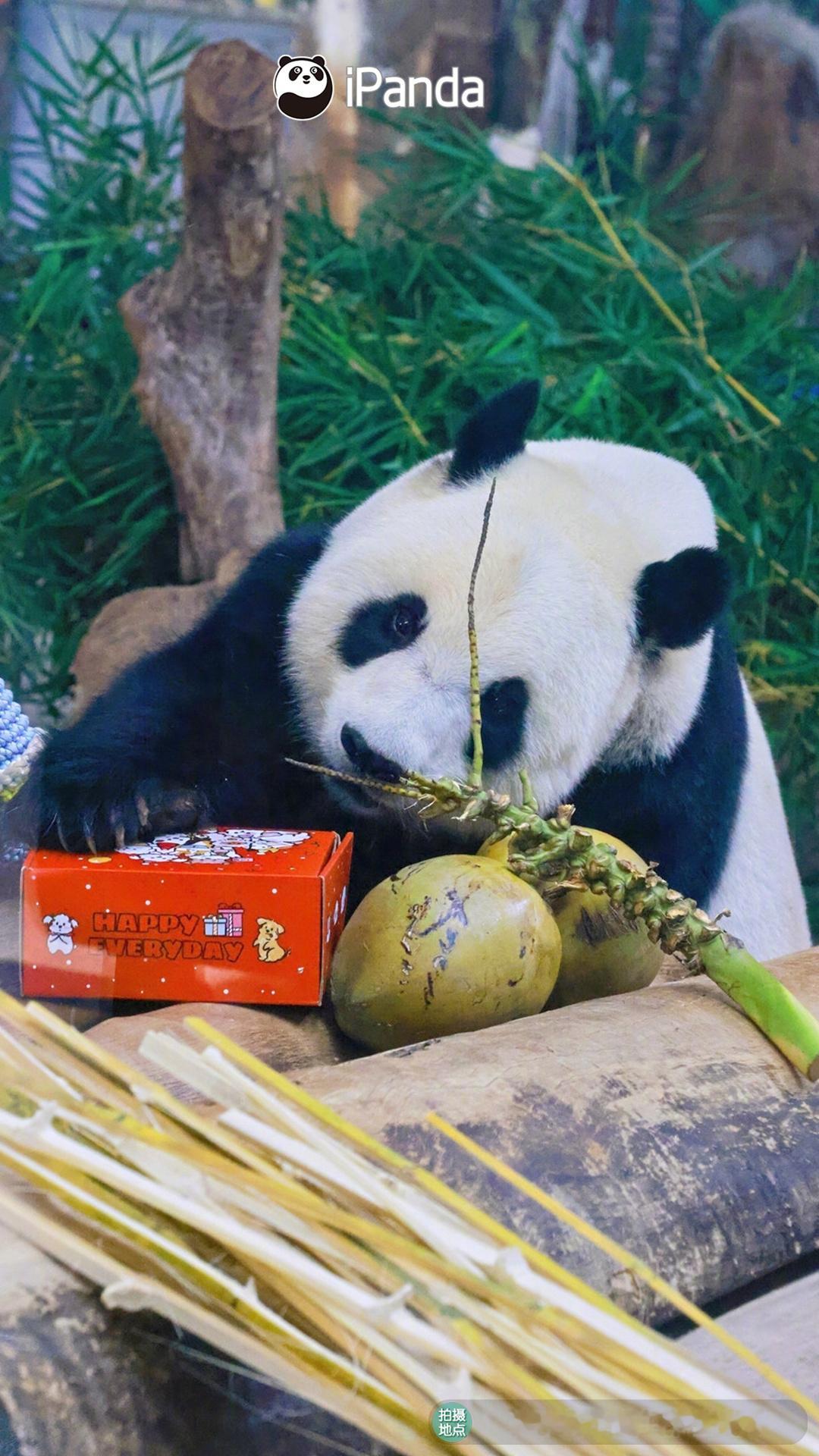 快乐的儿童节过了！可爱的大熊猫贡贡 看了！值得纪念的瞬间拍了！📷熊猫趣图