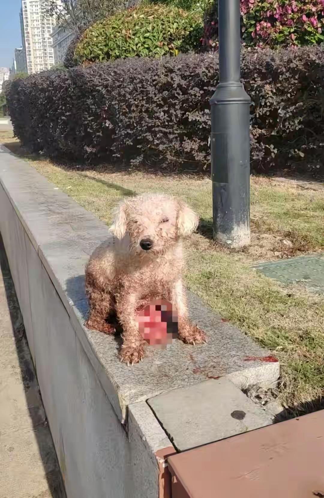 12月1日那天，温州瑞安有个绿化带里，出现了让人揪心的场景——一只比熊犬肠子都露