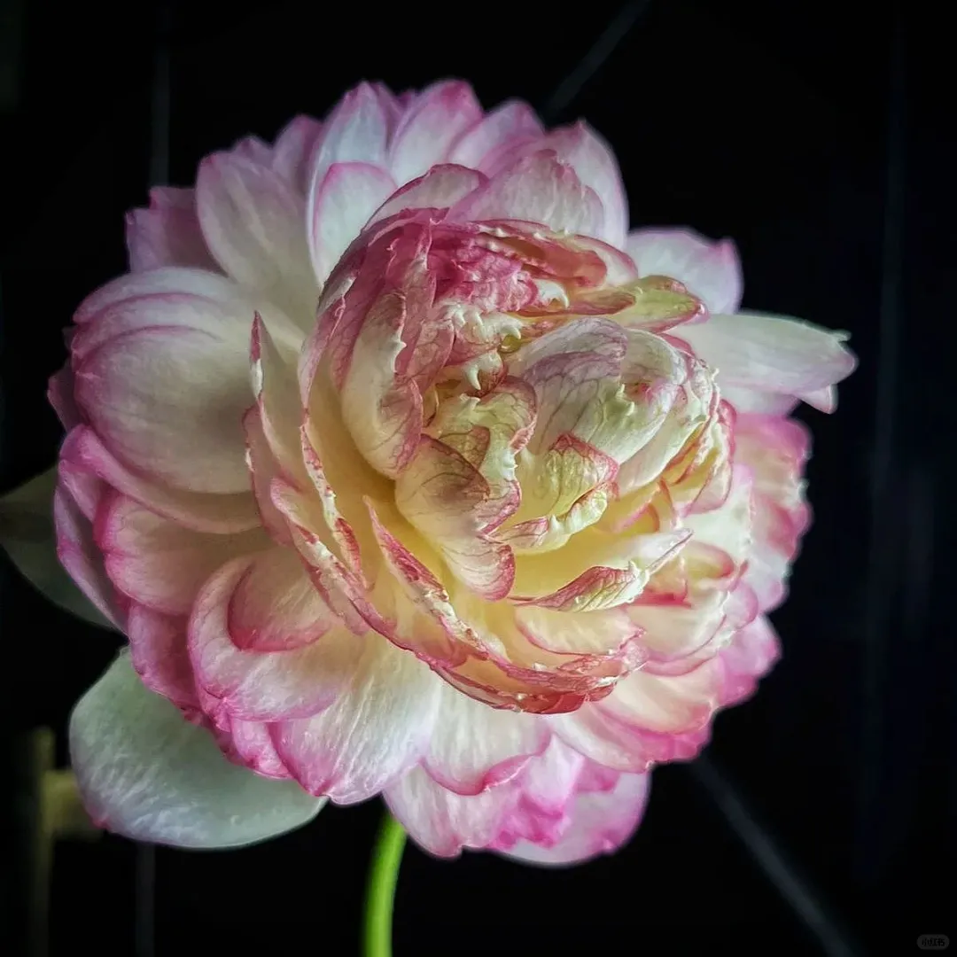 💖【映日荷花，别样风情】