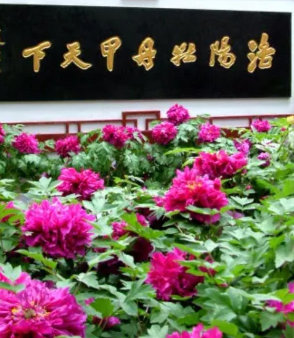 上联，？？？

下联，牡丹绽放百花羞，洛阳牡丹