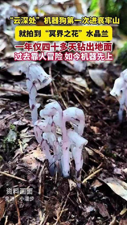 机器狗在哀牢山拍到冥界之花