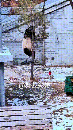 哎呀妈呀家人们笑不活了！这熊猫也太虎了
细细一棵小树，非得往上爬，完全不掂量自己