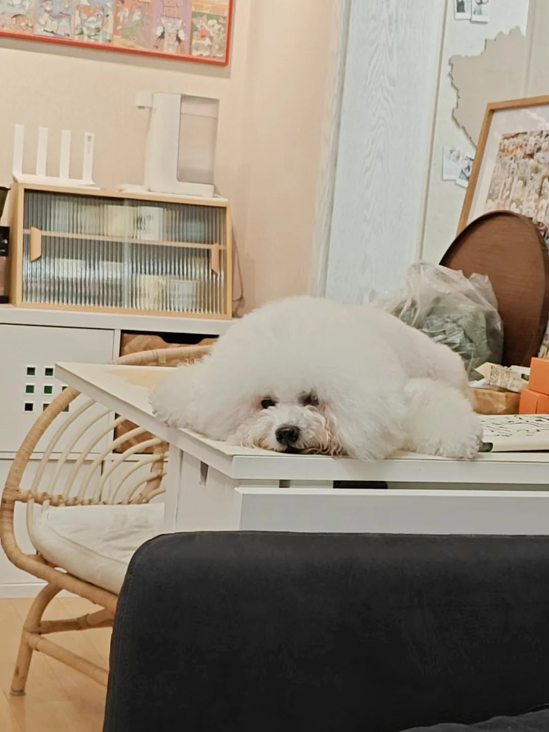 谁家好狗每天像个海豹一样趴饭桌上啊