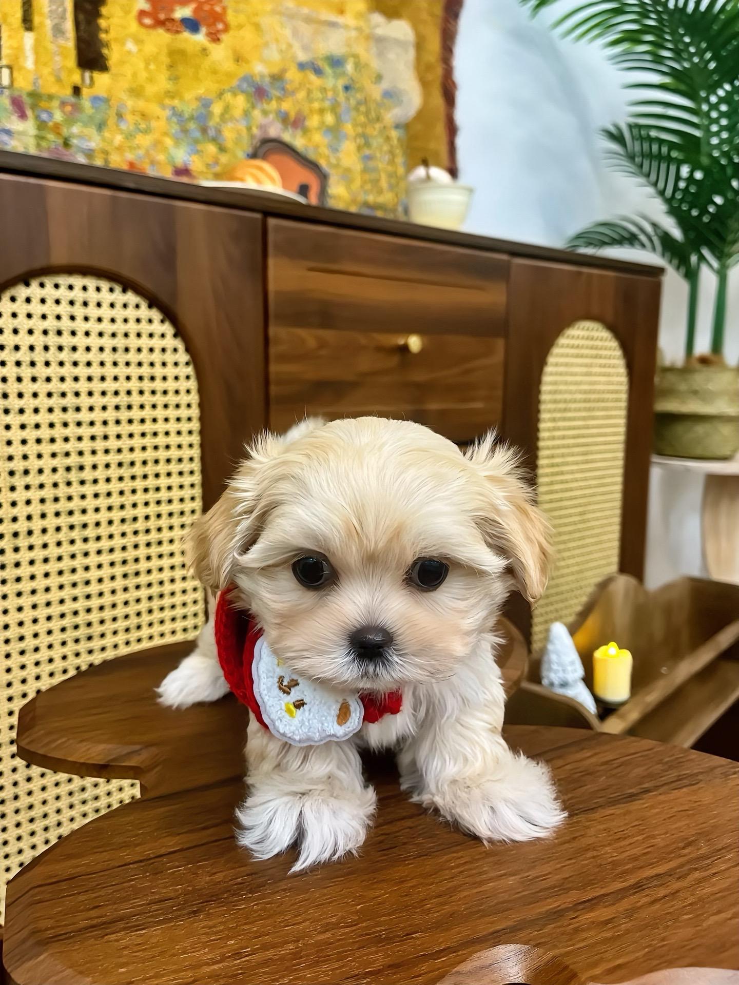 香槟🥂马尔泰｜可可爱爱没有脑袋🤗🐶。这也太可爱了吧哈哈😆