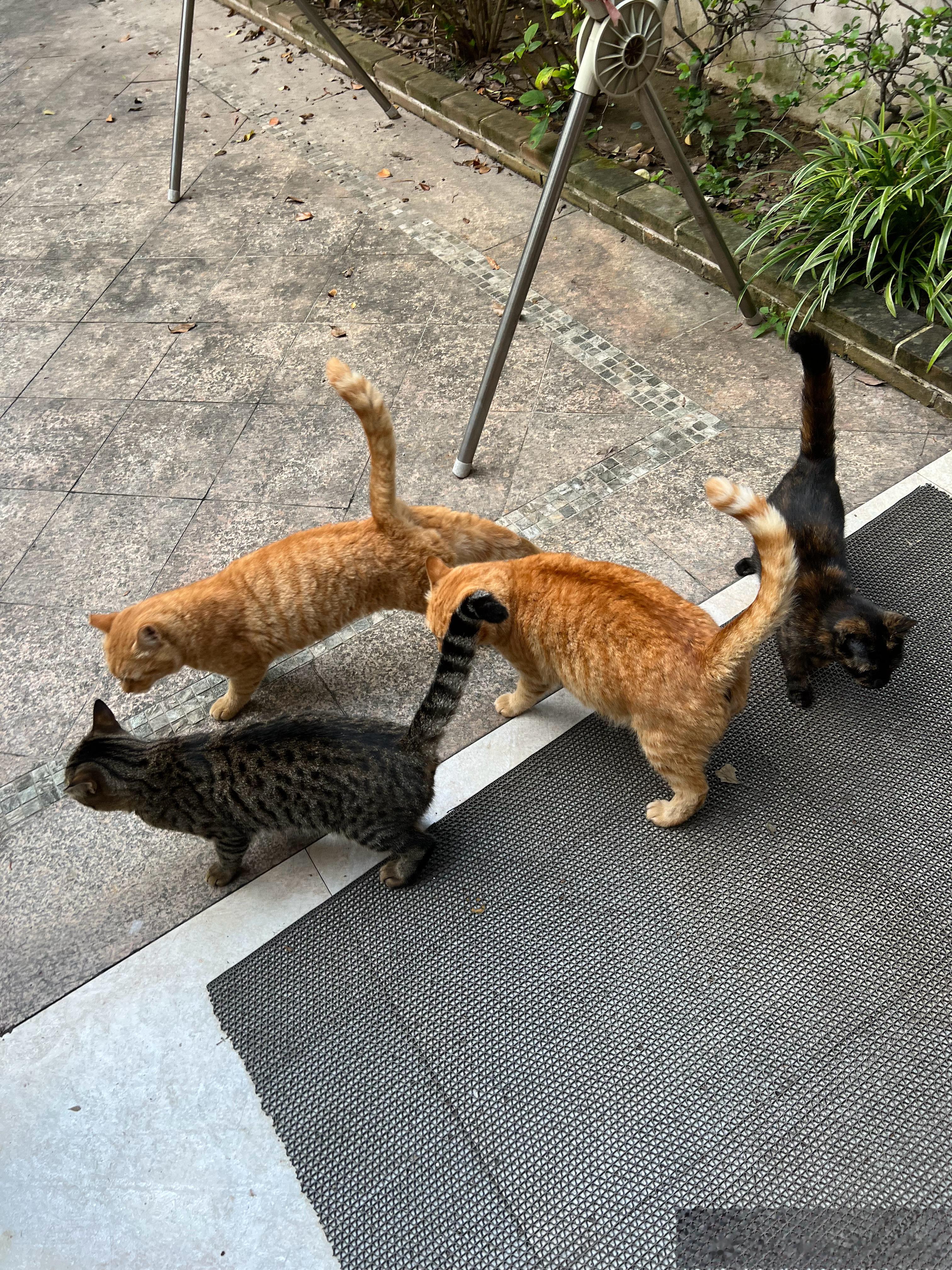 早早早！看吧，昨天喂饭太早，这帮小猫咪今天就主动提前来了，都怪老铁这人，打乱吃饭