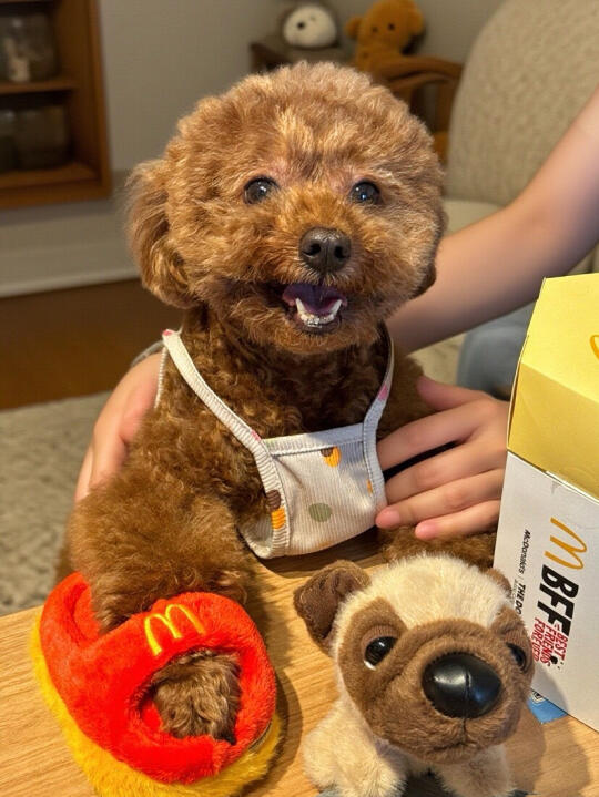 感谢麦麦！我家捣蛋鬼终于不咬我的拖鞋了🥹