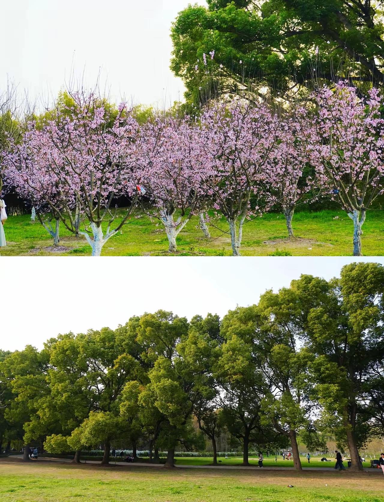 银发教育是近年来在“银发经济”背景下兴起的新概念，强调老年教育与经济发展的融合。