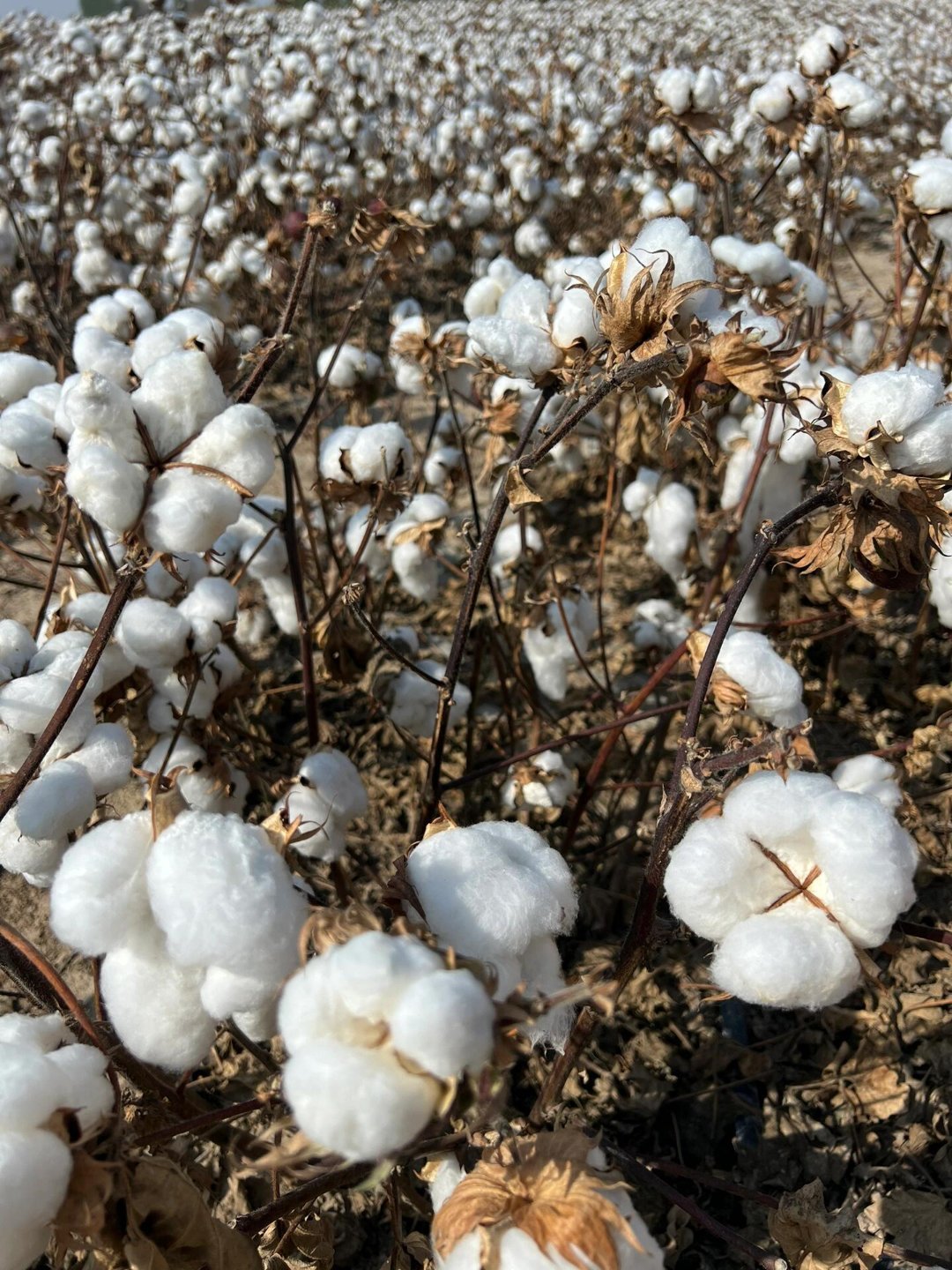 新疆棉花不容优衣库玷污 新疆棉☁️||一望无际雪白雪白 