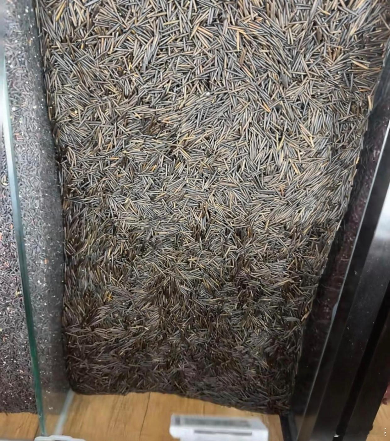 这是什么米？吃过的举个手！ ​​​