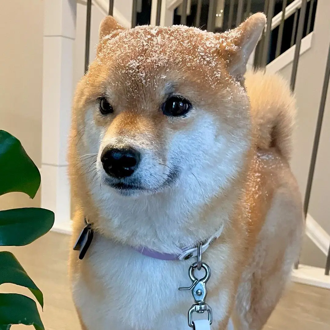 糖霜面包