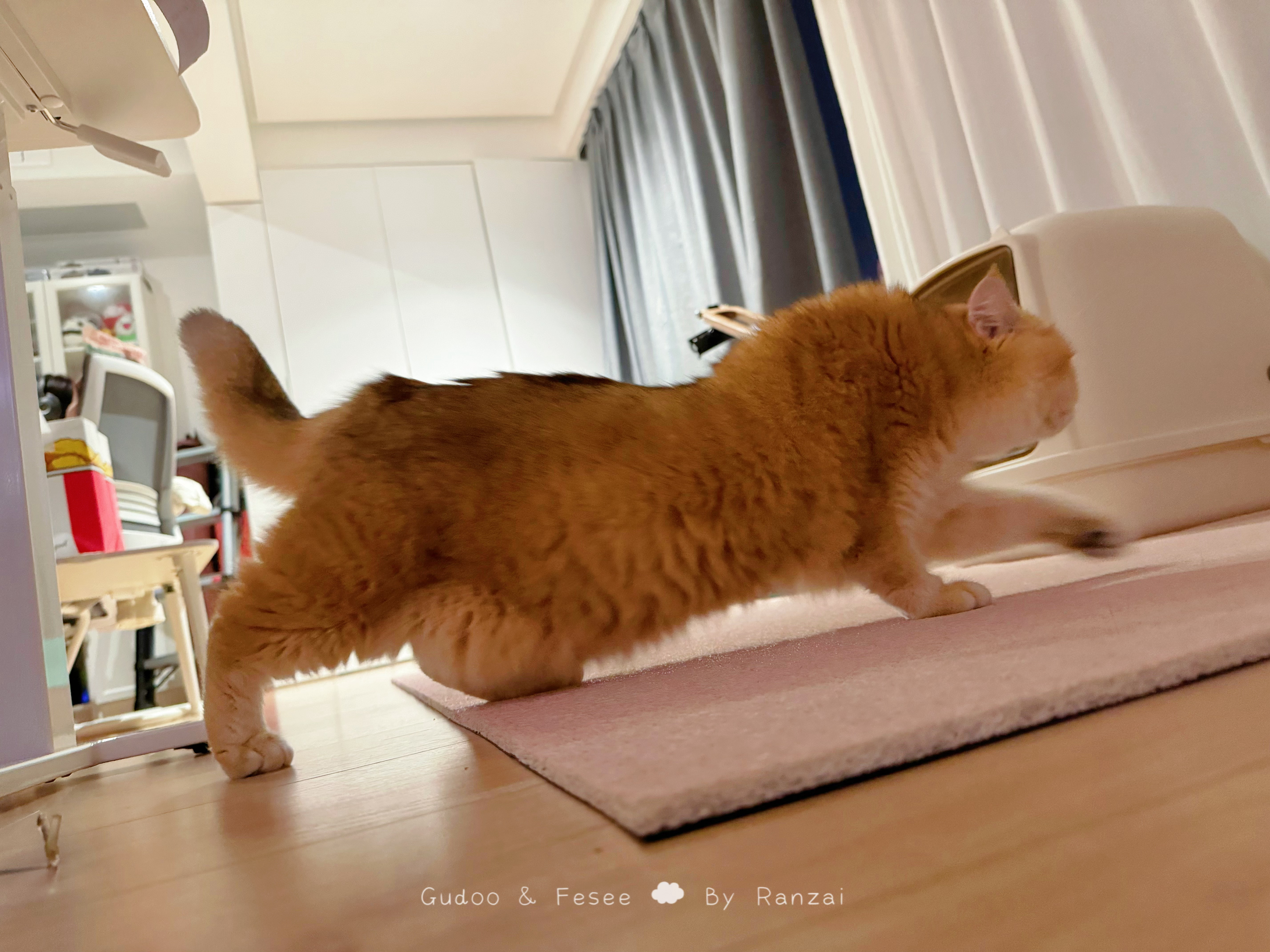 不喜欢的ee来家里她躲了一晚上jio麻了出来拉伸的画面be like：#喵趣横生