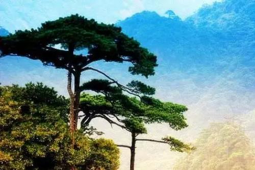 《太極真人智慧經贊六首 其五》 

唐 · 無名氏

學道甚亦苦，晨夕建福田。