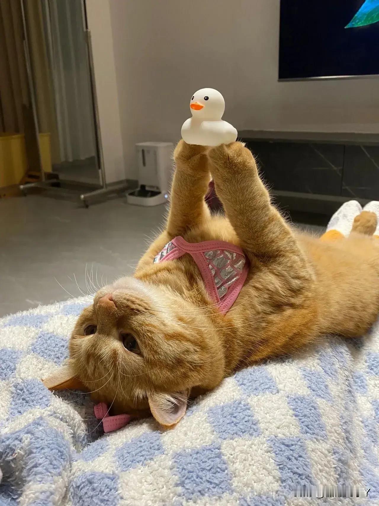 嘘～看它能坚持多久！