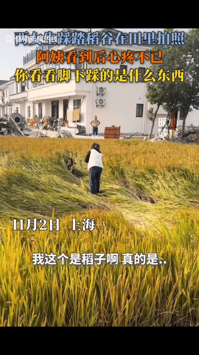 “吃太饱了！”上海，两个女子的为了拍出美照私自进入村民稻田，踩倒一大片，村民气愤