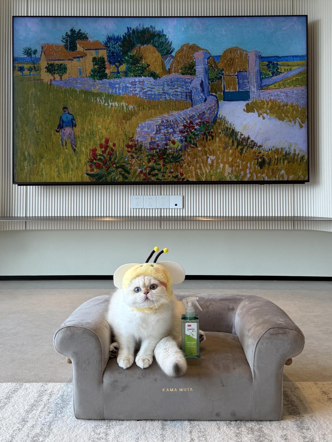 养多只猫哪有不疯的 ❕