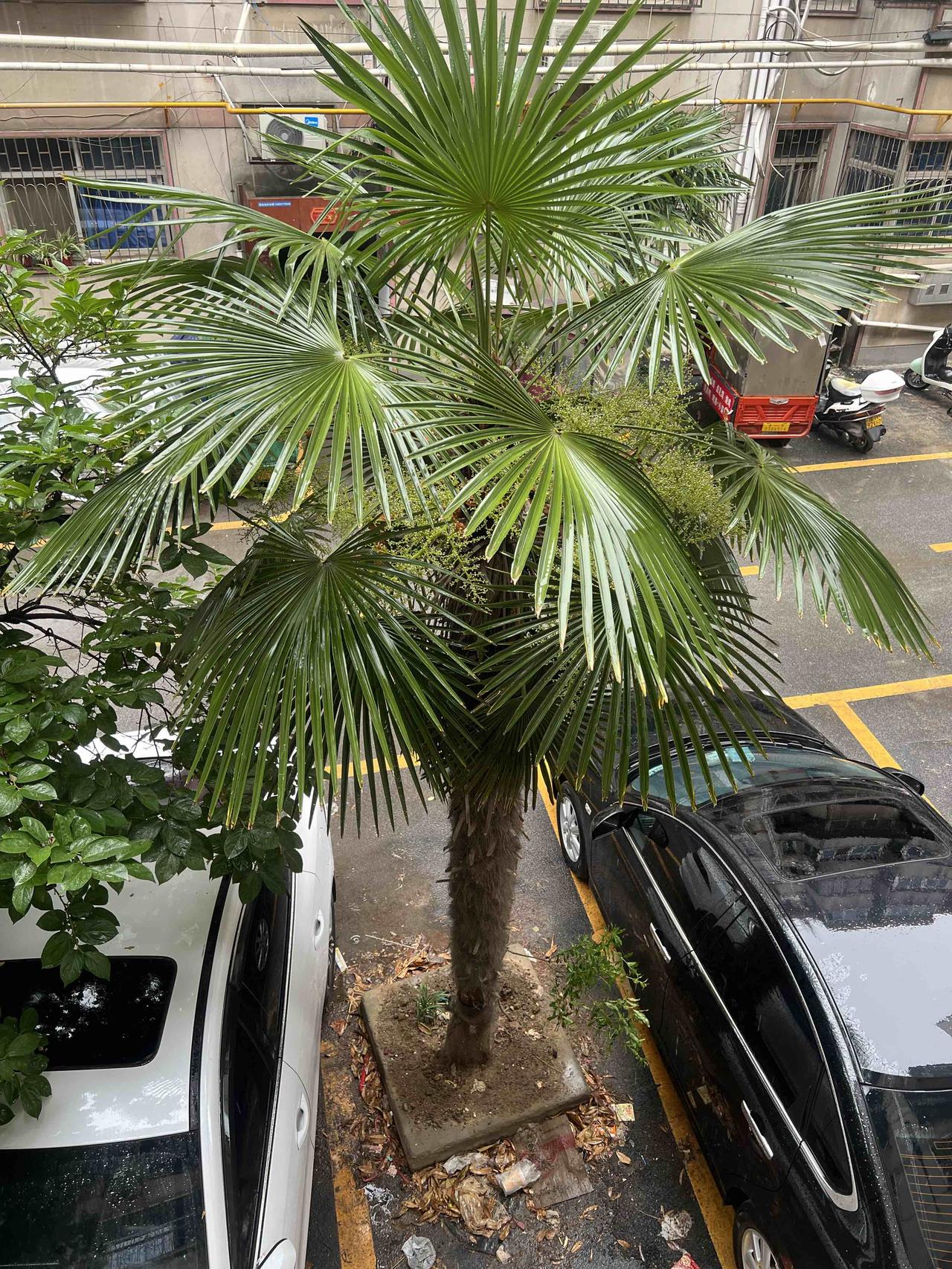 小区里面我居住的楼下也是全小区唯独一棵的大扇子树。
这种树在当地比较罕见。这棵树