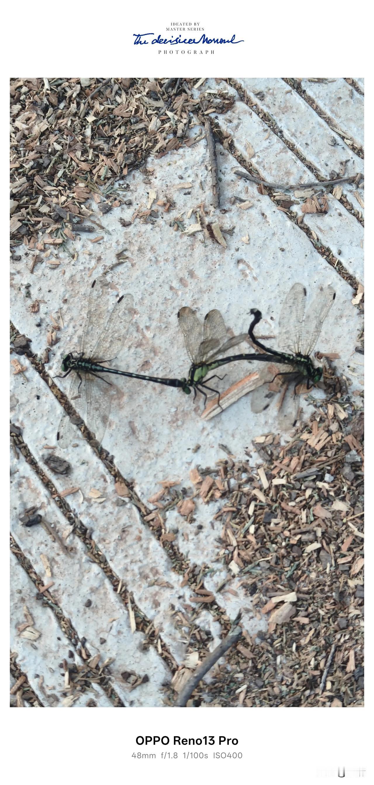 奇妙瞬间：三只蜻蜓的“三角关系”
 
打卡分享一下你随手拍下的照片。
今天在老家