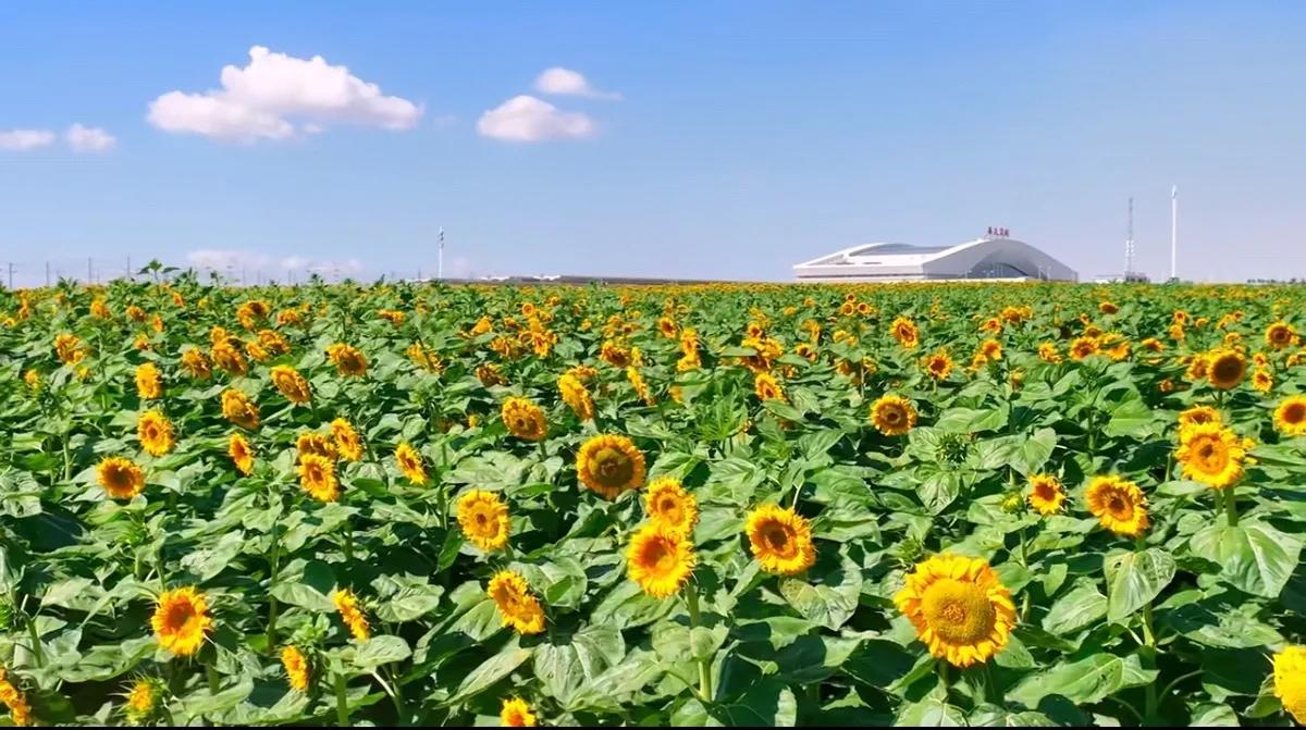 投资8000万的粮食“速干衣”在兰州新区开建，可日烘干百吨葵花🌻千吨玉米🌽