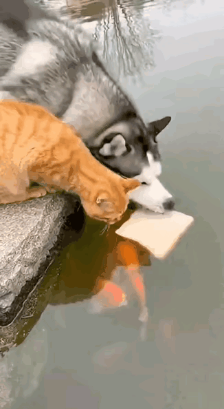 猫咪偷了块新鲜的面包去河里钓鱼，狗狗也要跟着去。
一狗一猫来到湖边，狗狗见议撕一