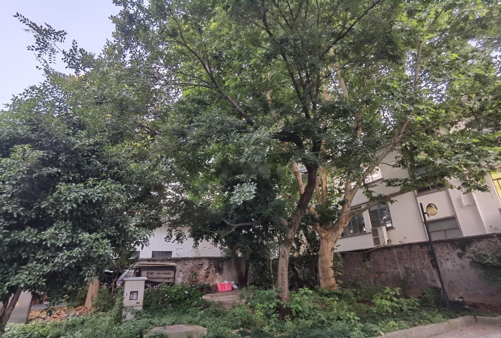 我小时候住的井巷三进老台门，早被拆的没有一点痕迹。只留下了几棵大树，我依稀记得。