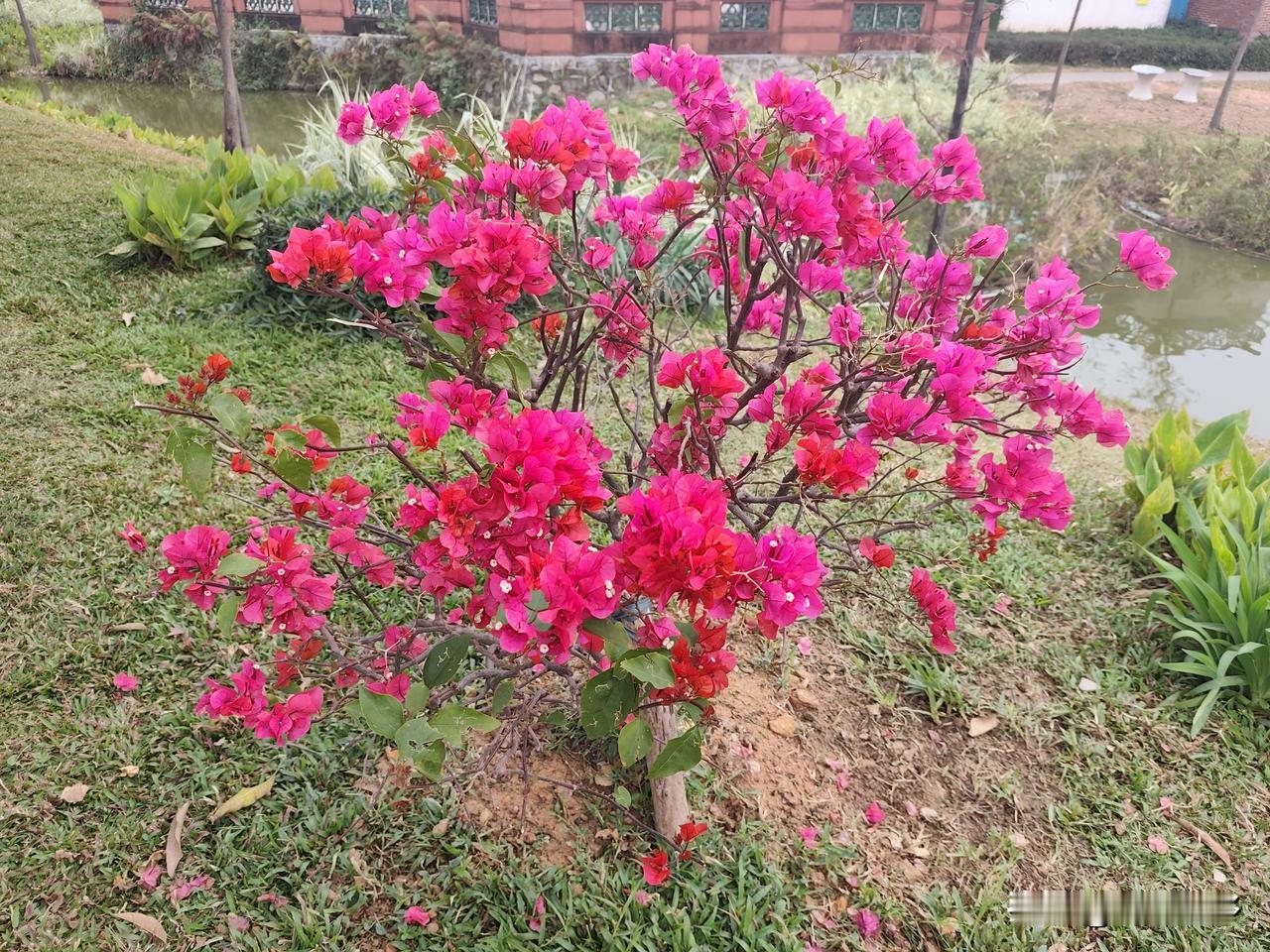冬日生活打卡季2月12日，三角开得正艳，今日首次打卡马腰岭公园，三角梅的鲜艳涶涎