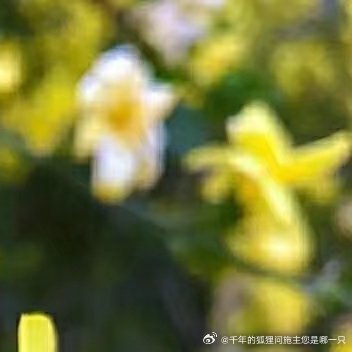 迎春花的种植方法一、土壤迎春花对土壤的要求不是很高，选择轻壤土是最好的，所选的土