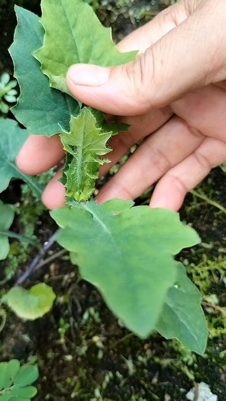 叶下红。
你眼前的这个植物就是红贝叶，又叫腋下红。千万别小看它，它可是好宝贝，能