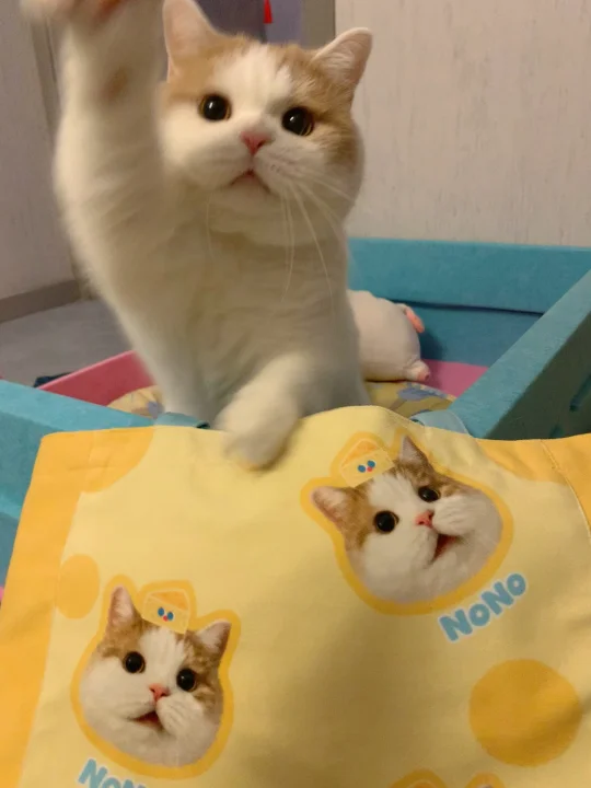 人 可以给咪摸一下脑袋吗