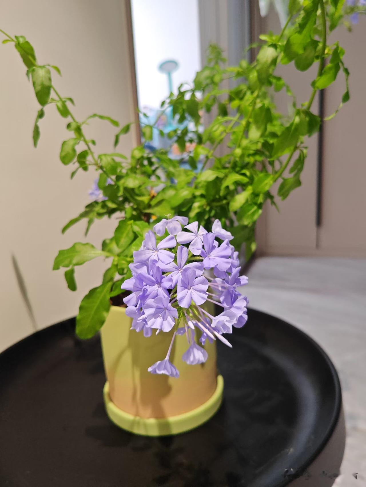 晨光熹微，美好重启，愿我们身体倍棒，健康常伴左右，出行顺遂，平安一路相随。愿我们